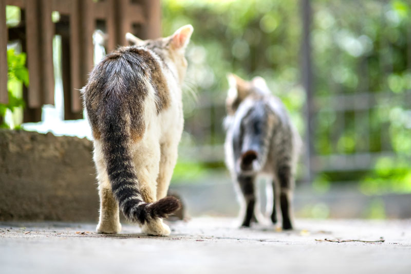 poes-2